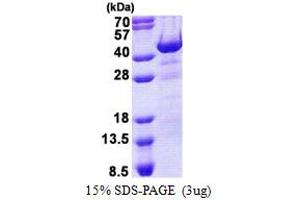 SDS-PAGE (SDS) image for Hematopoietically Expressed Homeobox (HHEX) (AA 1-270) protein (His tag) (ABIN6387251)