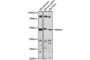 Western blot analysis of extracts of various cell lines, using WARS2 antibody (ABIN6292347) at 1:1000 dilution.