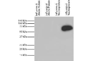 Recombinant influenza proteins were resolved by electrophoresis, transferred to PVDF membrane, and probed with Mouse Anti-Influenza B, Nucleoprotein-HRP. (Influenza Nucleoprotein Antikörper (Influenza B Virus) (HRP))