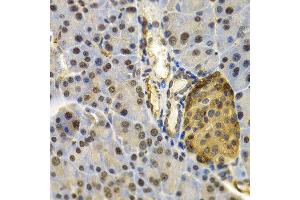 Immunohistochemistry of paraffin-embedded mouse pancreas using UBD antibody at dilution of 1:200 (400x lens). (UBD Antikörper)