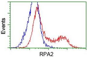Image no. 10 for anti-Replication Protein A2, 32kDa (RPA2) antibody (ABIN1500736)