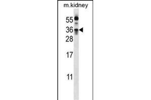 KLK8 Antibody  (ABIN652199 and ABIN2840745) western blot analysis in mouse kidney tissue lysates (35 μg/lane). (Kallikrein 8 Antikörper  (AA 143-172))