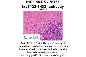 Image no. 2 for anti-Nitric Oxide Synthase 1, Neuronal (NOS1) (AA 1422-1433) antibody (ABIN5693644) (NOS1 Antikörper  (AA 1422-1433))