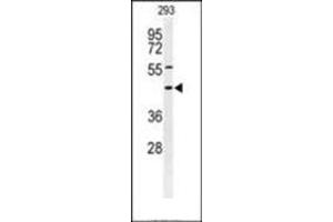 Western blot analysis of Syntaxin 1A / STX1A Antibody (N-term) in 293 cell line lysates (35ug/lane). (STX1A Antikörper  (N-Term))