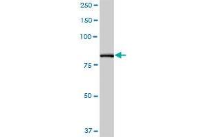 PFKP MaxPab polyclonal antibody. (PFKP Antikörper  (AA 1-784))