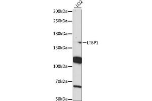 Western blot analysis of extracts of LO2 cells, using LTBP1 antibody (ABIN7268189) at 1:1000 dilution. (LTBP1 Antikörper  (AA 1290-1540))