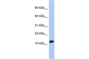 Western Blotting (WB) image for anti-Ribosomal Protein L30 (RPL30) antibody (ABIN2463956) (RPL30 Antikörper)
