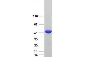 Validation with Western Blot