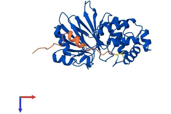 HAGHL Protein (AA 1-283) (His tag)