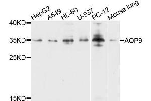 Western blot analysis of extracts of various cells, using AQP9 antibody. (AQP9 Antikörper)