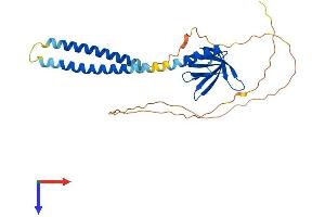 PLEKHA3 Protein (AA 1-297) (His tag)