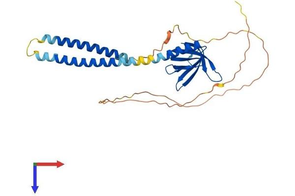 PLEKHA3 Protein (AA 1-297) (His tag)