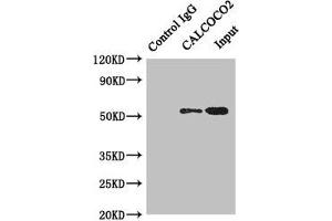 Western Blotting (WB) image for anti-Calcium Binding and Coiled-Coil Domain 2 (CALCOCO2) (AA 137-446) antibody (ABIN7146349)