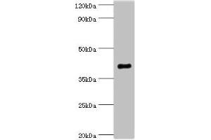 Western blot All lanes: Endophilin-B1 antibody at 2 μg/mL + Mouse kidney tissue Secondary Goat polyclonal to rabbit IgG at 1/10000 dilution Predicted band size: 41, 44, 30 kDa Observed band size: 41 kDa (SH3GLB1 Antikörper  (AA 1-365))