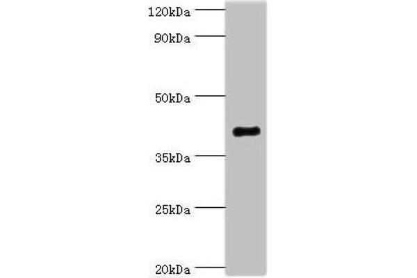 SH3GLB1 抗体  (AA 1-365)