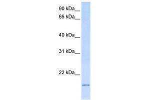 C20ORF30 antibody used at 1 ug/ml to detect target protein. (C20orf30 Antikörper  (C-Term))