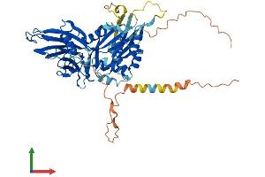 AlphaFold protein structure predicition of Human Recombinant UNC5CL Protein, UniprotID Q8IV45