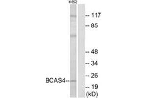 Western blot analysis of extracts from K562 cells, using BCAS4 Antibody. (BCAS4 Antikörper  (AA 31-80))