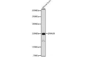 Western blot analysis of extracts of Mouse brain using ZNF638 Polyclonal Antibody at dilution of 1:1000. (ZNF638 Antikörper)