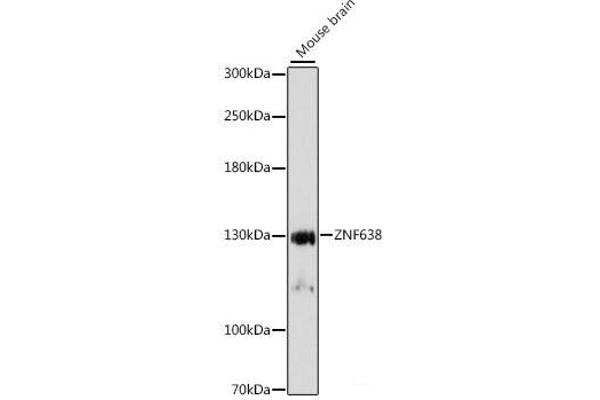 ZNF638 anticorps