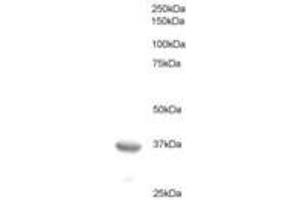 Image no. 1 for anti-B-Cell CLL/lymphoma 7A (BCL7A) (AA 219-231) antibody (ABIN293908) (BCL7A Antikörper  (AA 219-231))