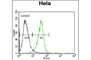 RAF1 Antibody (N-term) (ABIN392261 and ABIN2841943) flow cytometric analysis of Hela cells (right histogram) compared to a negative control cell (left histogram).