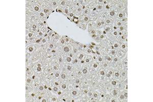 Immunohistochemistry of paraffin-embedded mouse liver using FGF2 antibody (ABIN1872685) at dilution of 1:100 (40x lens). (FGF2 Antikörper)