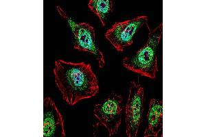 Fluorescent confocal image of Hela cell stained with TFE3 Antibody (N-term) (ABIN1538859 and ABIN2849812). (TFE3 Antikörper  (N-Term))