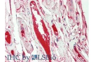 IHC-P analysis of Human Intestine Tissue, with HE staining. (FGA Antikörper  (AA 124-214))