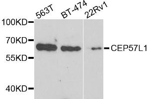Western blot analysis of extracts of various cell lines, using CEP57L1 antibody. (CEP57L1 Antikörper)