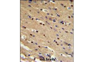 TP73 Antibody IHC analysis in formalin fixed and paraffin embedded mouse brain followed by peroxidase conjugation of the secondary antibody and DAB staining. (Tumor Protein p73 Antikörper  (AA 288-317))