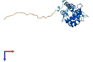 MYL7 Protein (AA 1-175) (His tag)