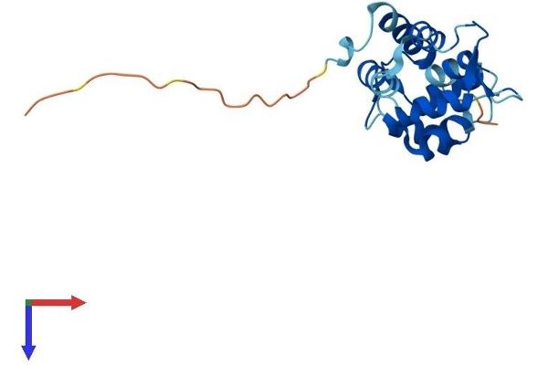 MYL7 Protein (AA 1-175) (His tag)