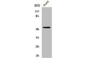 Western Blot analysis of HepG2 cells using p53 Polyclonal Antibody (p53 Antikörper  (C-Term))