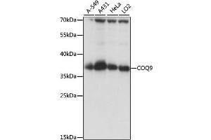 Western blot analysis of extracts of various cell lines, using COQ9 antibody. (COQ9 Antikörper)