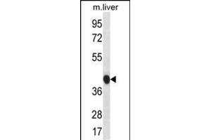 BEND7 Antibody (C-term) (ABIN656703 and ABIN2845935) western blot analysis in mouse liver tissue lysates (35 μg/lane). (BEND7 Antikörper  (C-Term))
