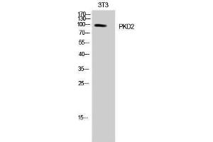 Western Blotting (WB) image for anti-Polycystic Kidney Disease 2 (Autosomal Dominant) (PKD2) (Tyr654) antibody (ABIN3176934) (PKD2 Antikörper  (Tyr654))