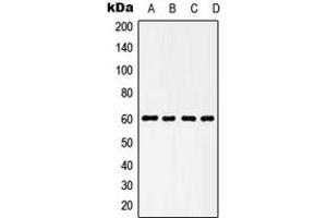 Western blot analysis of HSP60 expression in HeLa (A), NIH3T3 (B), KNRK (C), L929 (D) whole cell lysates.