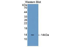 Western Blot; Sample: Recombinant protein. (beta-2 Microglobulin Antikörper  (AA 22-119))