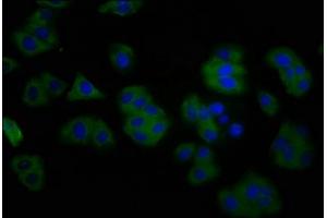 Immunofluorescence staining of HepG2 cells with ABIN7144304 at 1:200, counter-stained with DAPI. (Anoctamin 2 Antikörper  (AA 1-83))