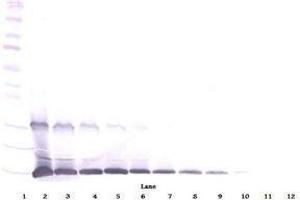 Image no. 1 for anti-Interleukin 9 (IL9) antibody (ABIN465833) (IL-9 Antikörper)