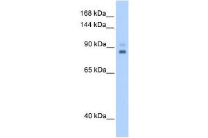 TPX2 antibody used at 0. (TPX2 Antikörper)