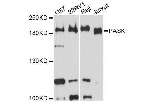 Western blot analysis of extracts of various cell lines, using PASK antibody (ABIN5996617) at 1:3000 dilution. (PASK Antikörper)