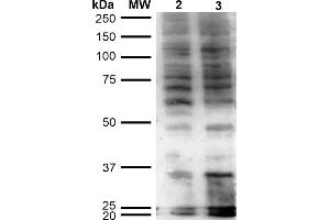 Western Blot analysis of Human Cervical Cancer cell line (HeLa) showing detection of Hexanoyl-Lysine adduct-BSA using Mouse Anti-Hexanoyl-Lysine adduct Monoclonal Antibody, Clone 5D9 . (Hexanoyl-Lysine Adduct (HEL) Antikörper (HRP))