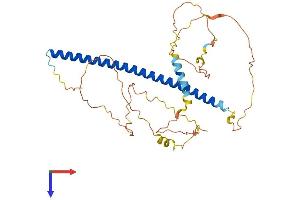 JunB Protein (AA 1-347) (His tag)