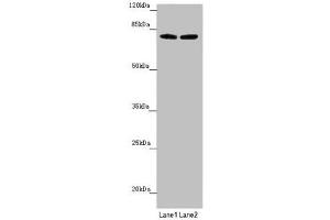 FBXL5 anticorps  (AA 1-310)