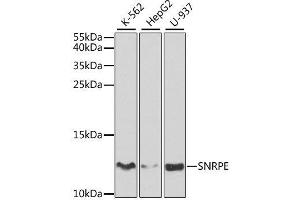 Western blot analysis of extracts of various cell lines, using SNRPE antibody. (SNRPE Antikörper  (AA 1-92))