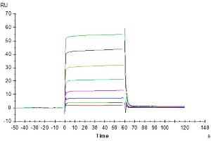Surface Plasmon Resonance (SPR) image for Fc Fragment of IgG, Low Affinity IIa, Receptor (CD32) (FCGR2A) (AA 36-218) protein (His-Avi Tag) (ABIN7274283)