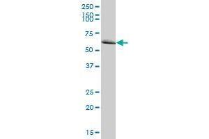 MTM1 MaxPab polyclonal antibody. (MTM1 Antikörper  (AA 1-603))