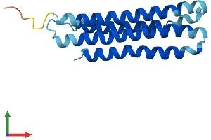 Protein Structure (PS) image for ATPase, H+ Transporting, Lysosomal 16kDa, V0 Subunit C (ATP6V0C) (AA 1-155) protein (His tag) (ABIN7545119)